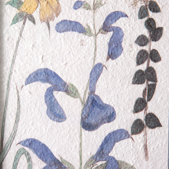 Set Of Two Botanical Prints